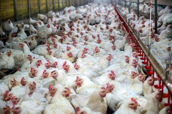 فراوری مرغ در ایلام 4 برابر مصرف روزانه استان است