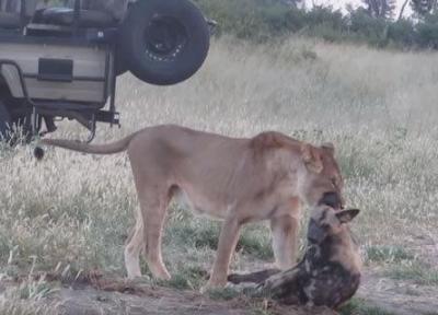 سگ آفریقایی شیر جنگل را فریب داد