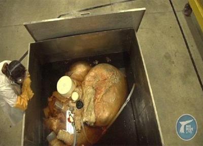 قلب بزرگ ترین موجود روی زمین به اندازه یک خودرو