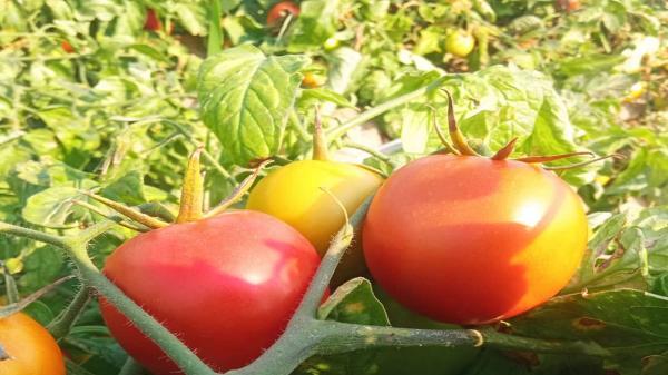 مراکز خرید توافقی گوجه فرنگی در 3 شهرستان بوشهر فعال هستند