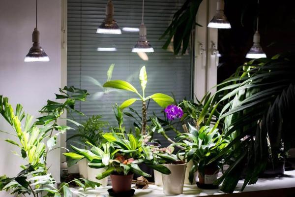 یک روش ساده و مقرون به صرفه برای تامین نور گیاهان آپارتمانی