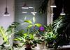 یک روش ساده و مقرون به صرفه برای تامین نور گیاهان آپارتمانی