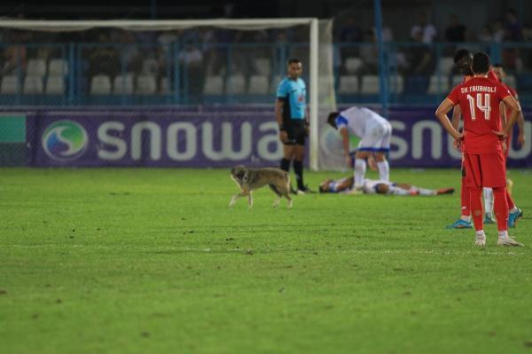تصاویر عجیب ورود سگ به استادیوم سن سیروس در جریان ملاقات ملوان و فولاد ، علت اخراج منصوریان همین سگ بود!