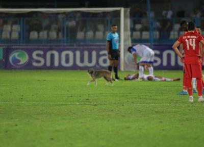 تصاویر عجیب ورود سگ به استادیوم سن سیروس در جریان ملاقات ملوان و فولاد ، علت اخراج منصوریان همین سگ بود!