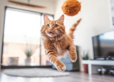 10 اسباب بازی گربه پرطرفدار در خبرنگاران