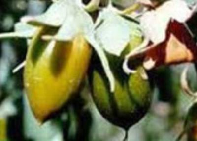 کاربردهای جادویی و فواید روغن جوجوبا برای پوست سر خشک